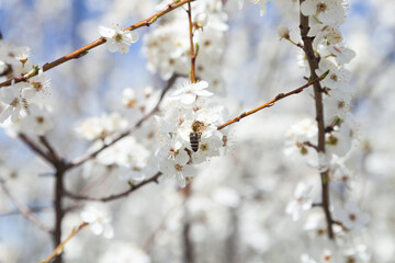 Obraz premium Flowering branch, blurred background.