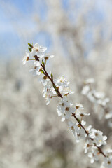 Flowering branch, blurred background.