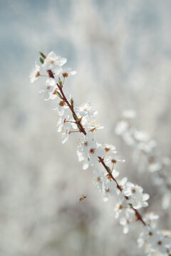 Photo of cherry plum flowers on a natural background. Plum on a sunny spring day.