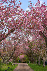 八重桜のトンネル　秋元牧場
