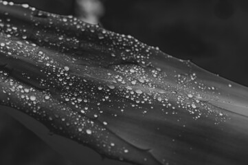 drops of water on a waxed leaf - obrazy, fototapety, plakaty
