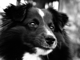 border collie dog