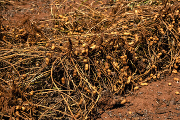 Peanut roots taken from the ground and dried in the sun
