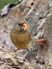 Northern Cardinal