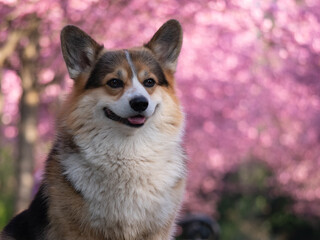 Portrait Welsh Corgi Pembroke vor rosafarbenen Kirschblüten