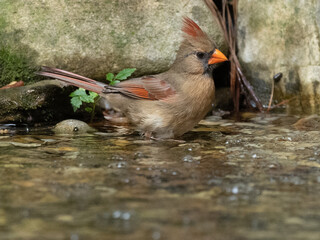 Northern Cardinal