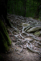 Powerful pine roots crawl along the surface of the mountain in the middle of a dark mystical forest.