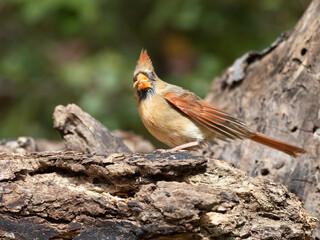Northern Cardinal