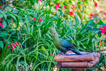 Turaco inhabit mainly tree crowns in wooded areas
