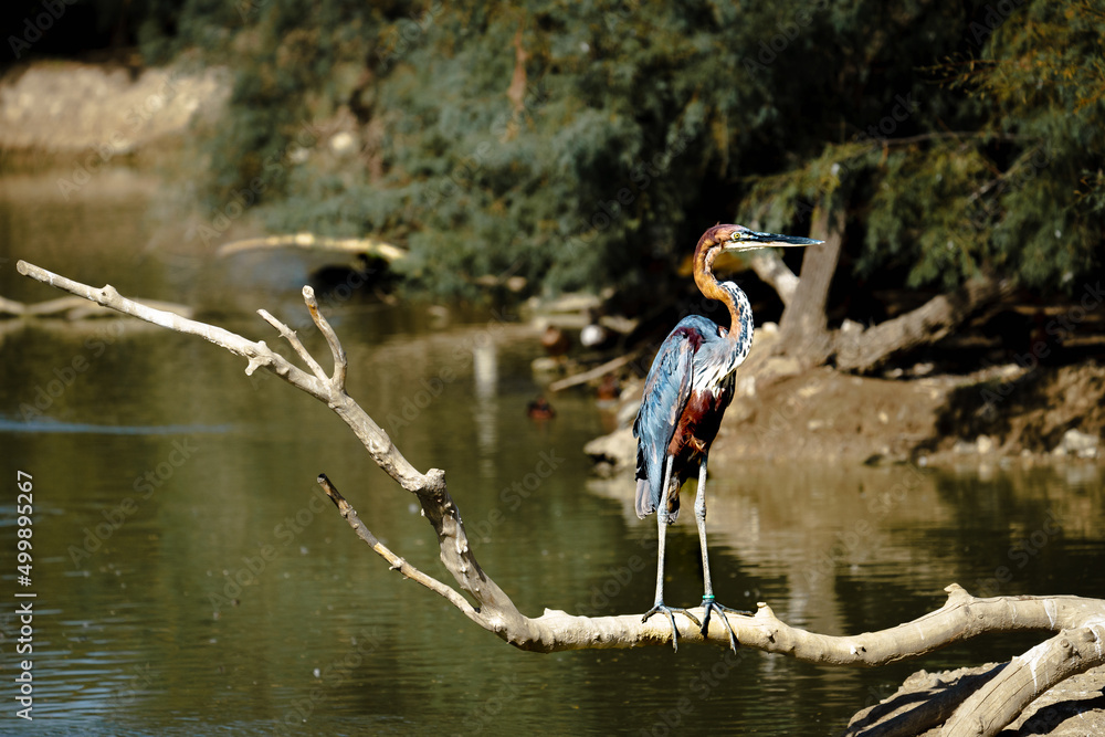 Wall mural goliath heron (ardea goliath)