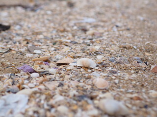 Shell lifeless on the sand before going into the sea shells by the sea 