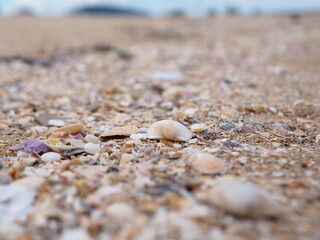 Shell lifeless on the sand before going into the sea shells by the sea 