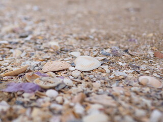 Fototapeta na wymiar Shell lifeless on the sand before going into the sea shells by the sea 