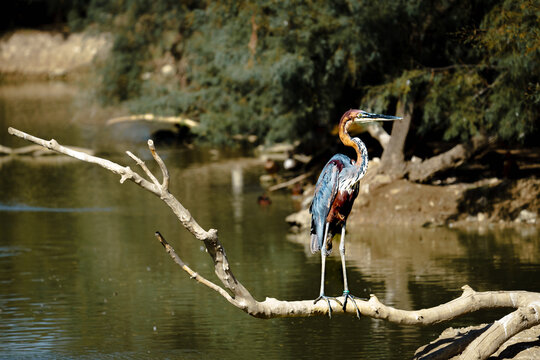 Goliath heron (Ardea goliath)
