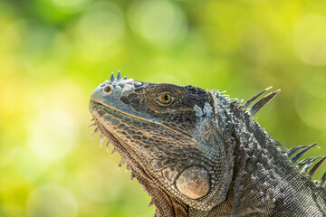 A close-up photo of an old adult green iguana lizard in the Florida Keys 