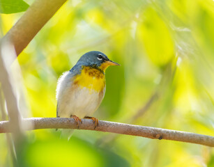 Obraz premium A northern parula warbler perched on a tree limb 