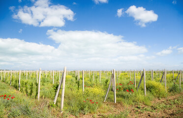 Vineyards against clear blue skys.