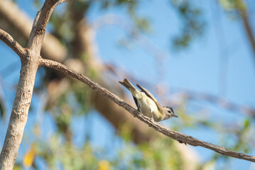 Vireo Gorjeador