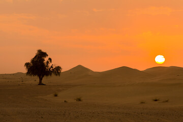 romantic dawn in the desert with a lonely tree