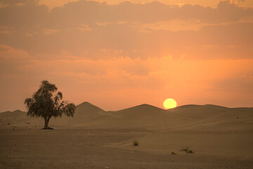 Fototapeta na wymiar romantic dawn in the desert with a lonely tree