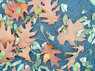  Fallen leaves lie on the wet asphalt.