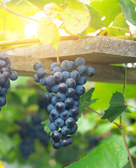 A bunch of ripe blue grapes in close-up at sunset.