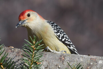 Red-bellied woodpecker perched on a log