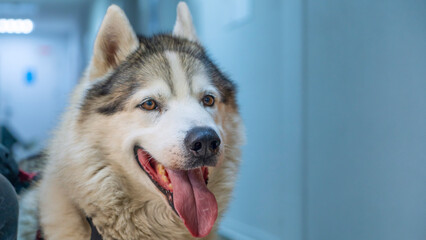 A charming adult husky is waiting for a veterinarians appointment in the corridor of the veterinary clinic.