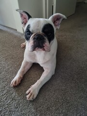 White with black French bulldog