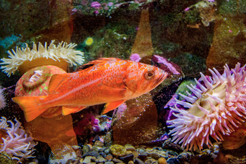 red fish and anemone