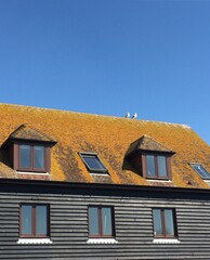 Seagull on the roof
