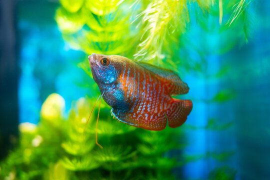 Lalius, colisa lalia fish in a home aquarium