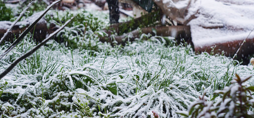 It's snowing on the green lawn