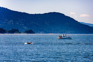 whale watching in puget sound - obrazy, fototapety, plakaty