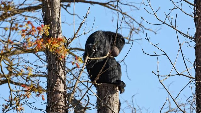 The black-headed spider monkey, Ateles fusciceps is a species of spider monkey, a type of New World monkey, from Central and South America.