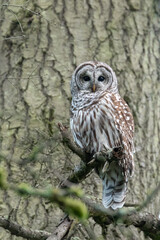Barred Owl on a Perch