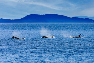 Orca whales swimming in puget sound - obrazy, fototapety, plakaty