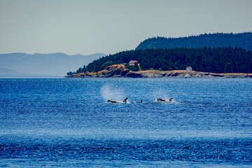 orca swimming by forested island