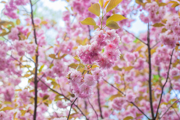 Fototapeta premium Japanese Flowering Cherry, National Flower of Japan. Japanese Cherry Blossom, Sakura, East Asian Cherry, Prunus Serrulata, Spring Day In Garden. Ornamental Cherry Blossom Trees. 