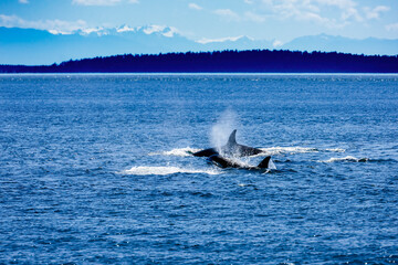 orca surface for air in puget sound