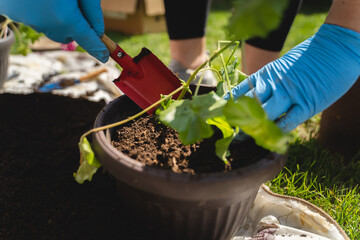 A woman is planting flowers in her backyard garden with planting tools during a sunny day