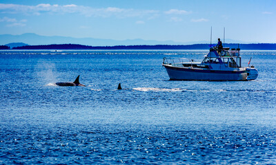 orca and boat in ocean