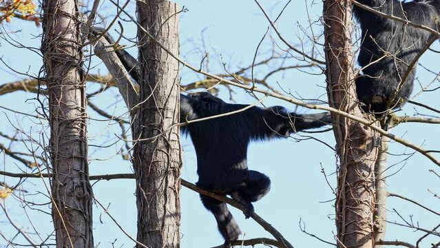 The black-headed spider monkey, Ateles fusciceps is a species of spider monkey, a type of New World monkey, from Central and South America.