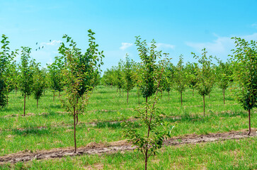 Rows of young seedlings. Nursery of fruit trees. Green delicate leaves on the branches. Gardening.