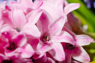 Fototapeta na wymiar Blooming pink hyacinth flowers close-up macro photography