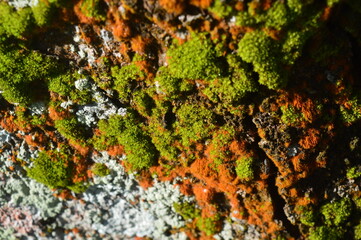 Beautiful tree moss green and orange, moss closeup, Moss background for wallpaper