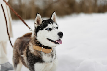 woman with dog outdoor games snow fun travel winter holidays