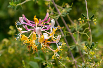 Yellow and pink Common Honeysuckle flowers. Beautiful blossom in the garden.