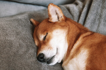 Japanese shiba inu dog lies on the couch and sleeps. Shiba inu dog portrait. Cute dog. 