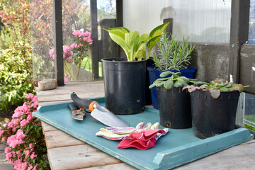 Spring outdoor potting bench for planting seasonal seeds and plants with garden tools, background close-up.